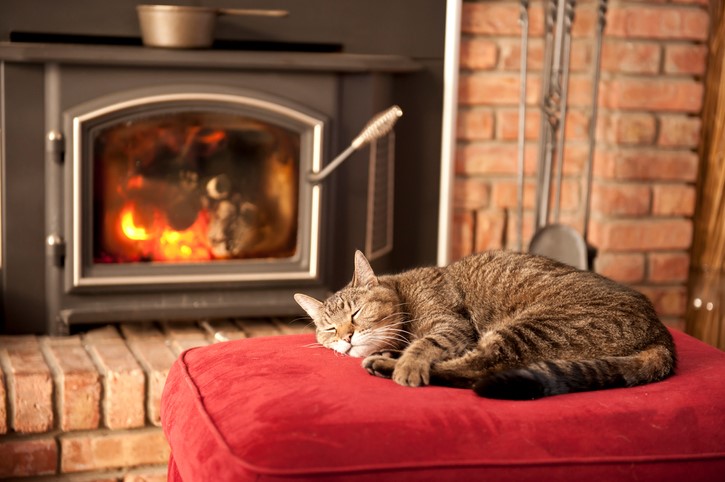 cat napping by fire